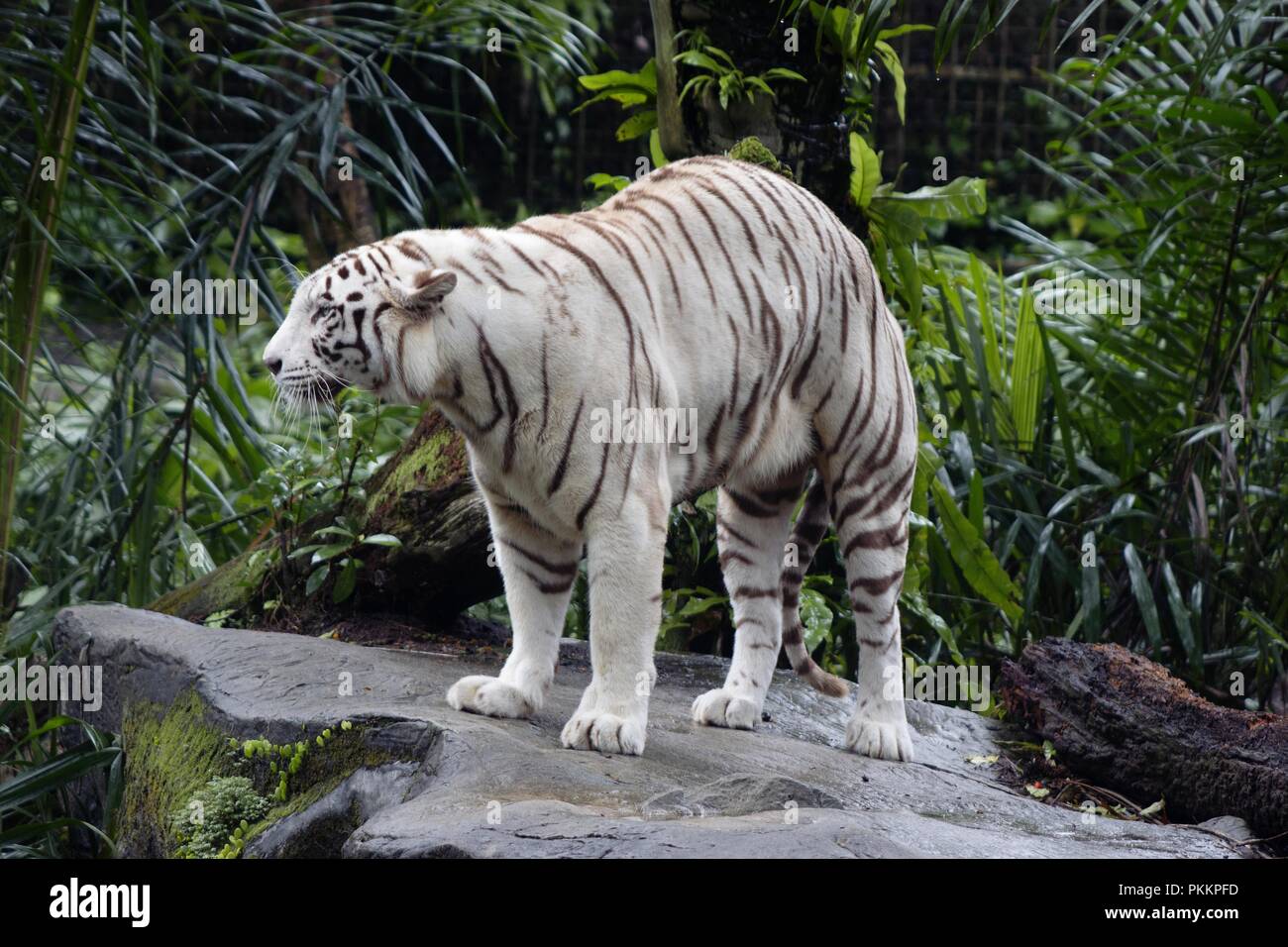 Majestic White Tiger Foto Stock