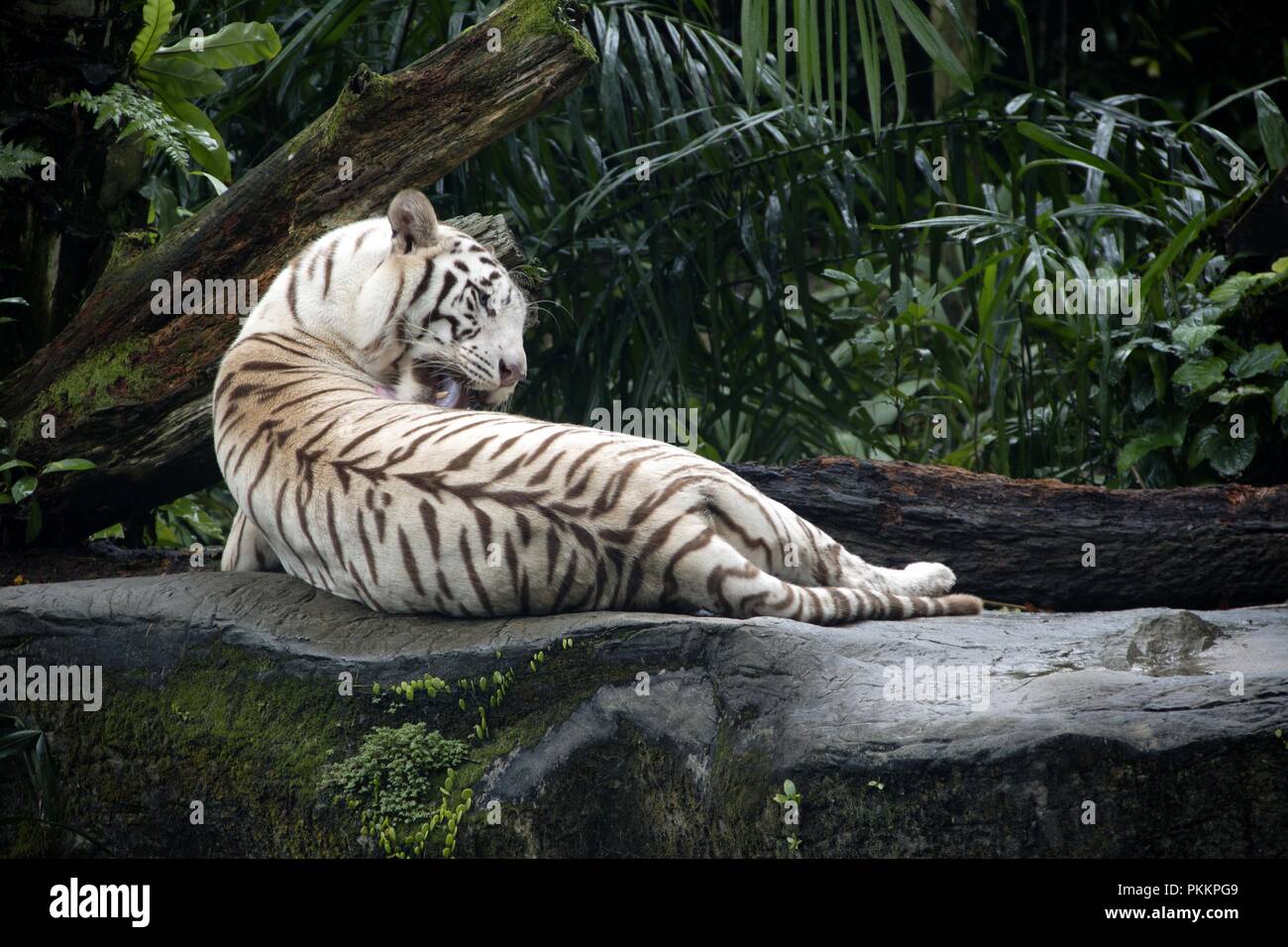Majestic White Tiger Foto Stock