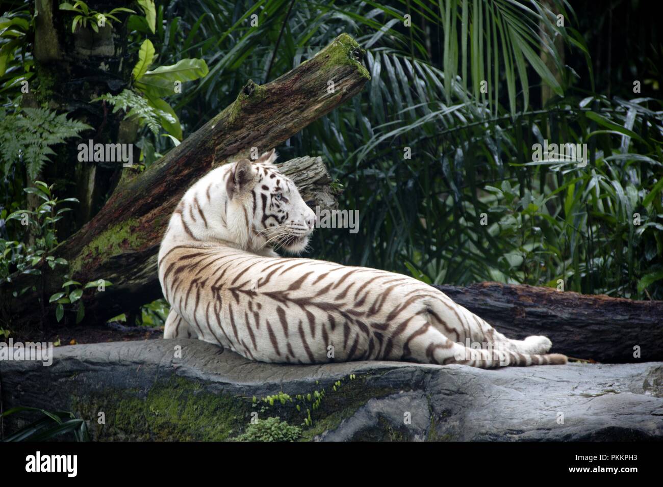 Majestic White Tiger Foto Stock