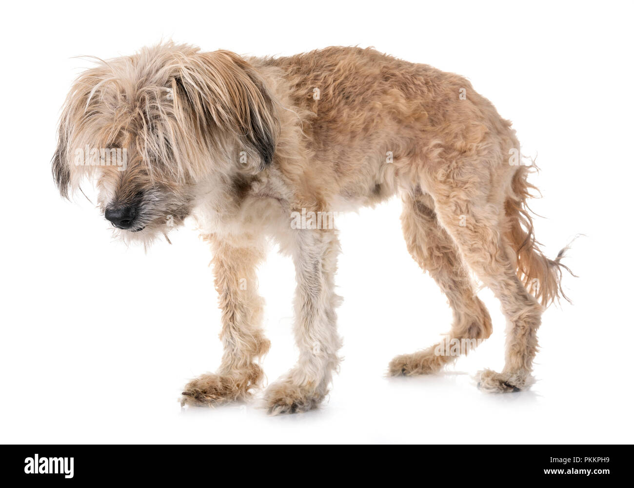 Vecchio Tibetan Terrier, diciotto anni, di fronte a uno sfondo bianco Foto Stock