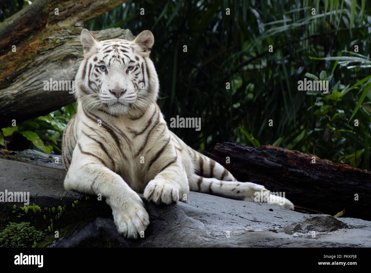 Majestic White Tiger Foto Stock