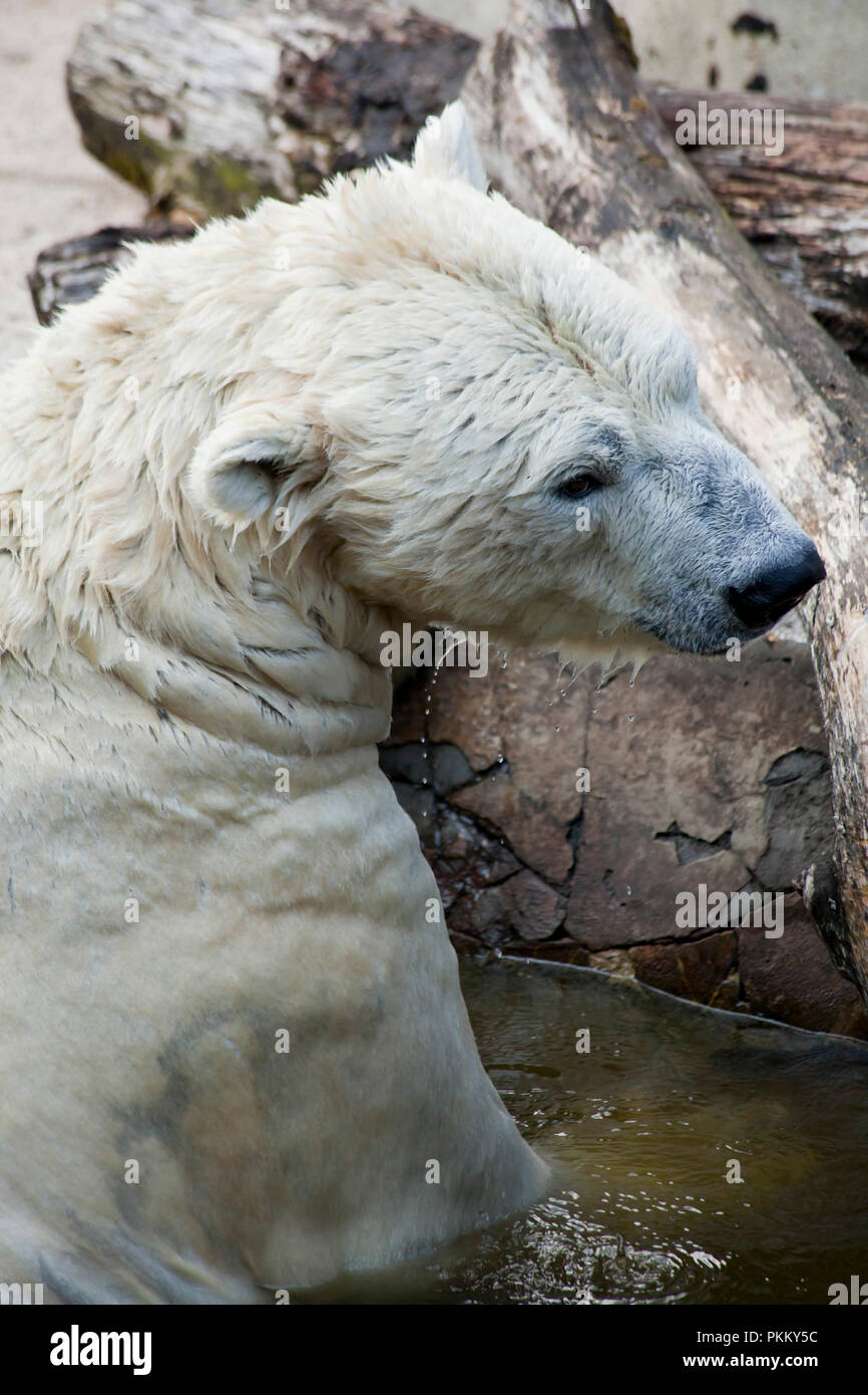 Orso polare giocando in acqua Foto Stock