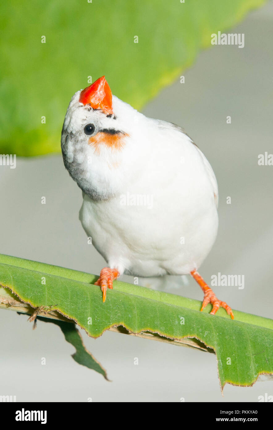 Bianco di riso java finch nella casa delle farfalle al palazzo di Blenheim Foto Stock