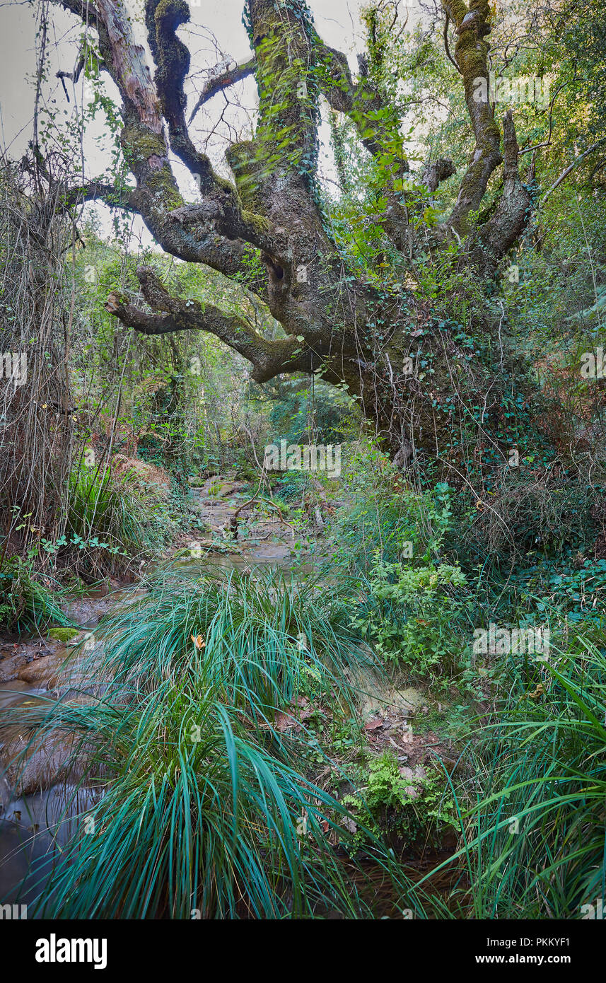 Grande vecchio albero con piante rampicanti su di esso in un flusso tra fitte piante verdi a shiny giorno di estate Foto Stock