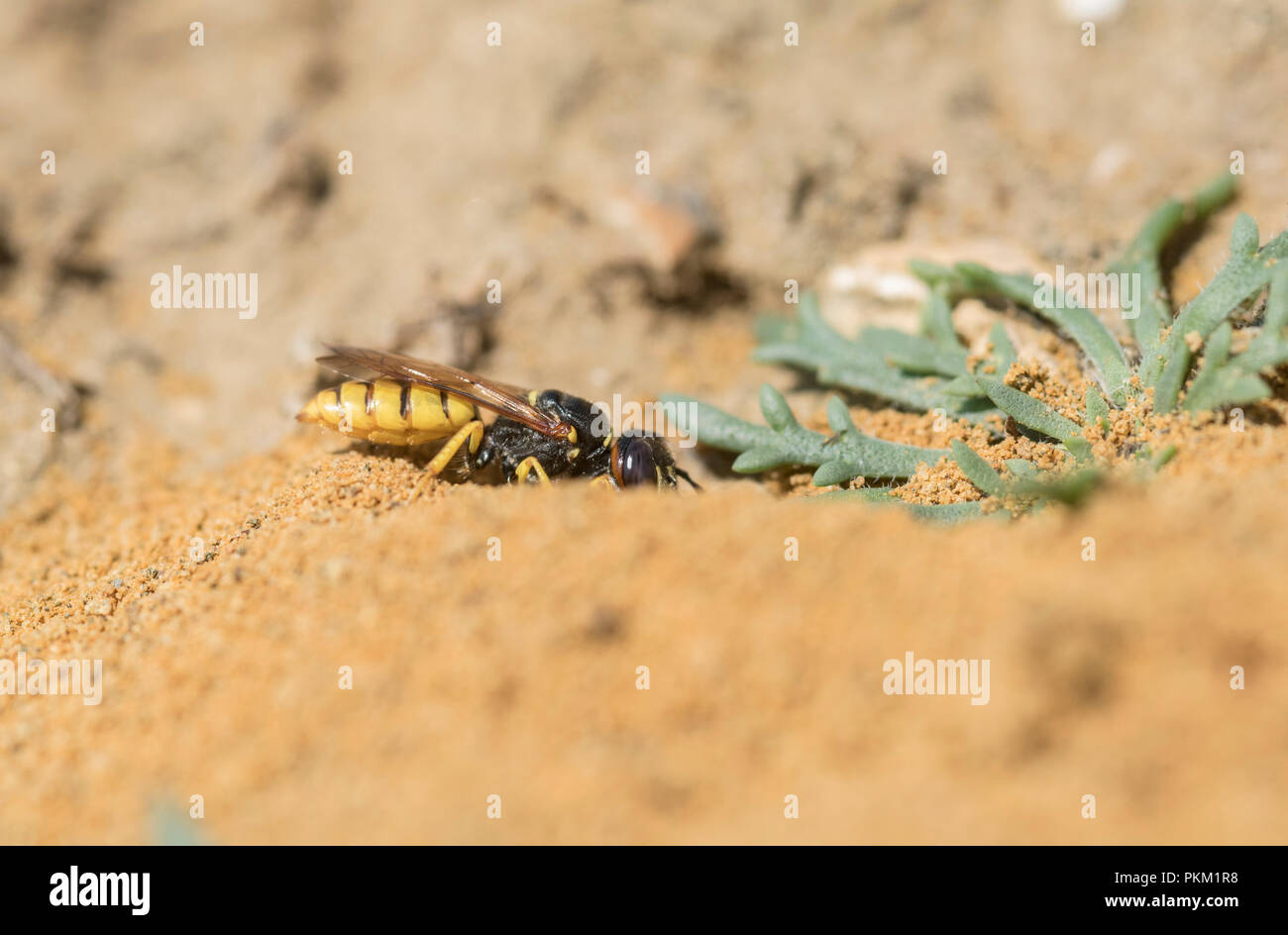 Bee-Wolf Wasp (Philanthus triangulum) scavando un foro di nido Foto Stock