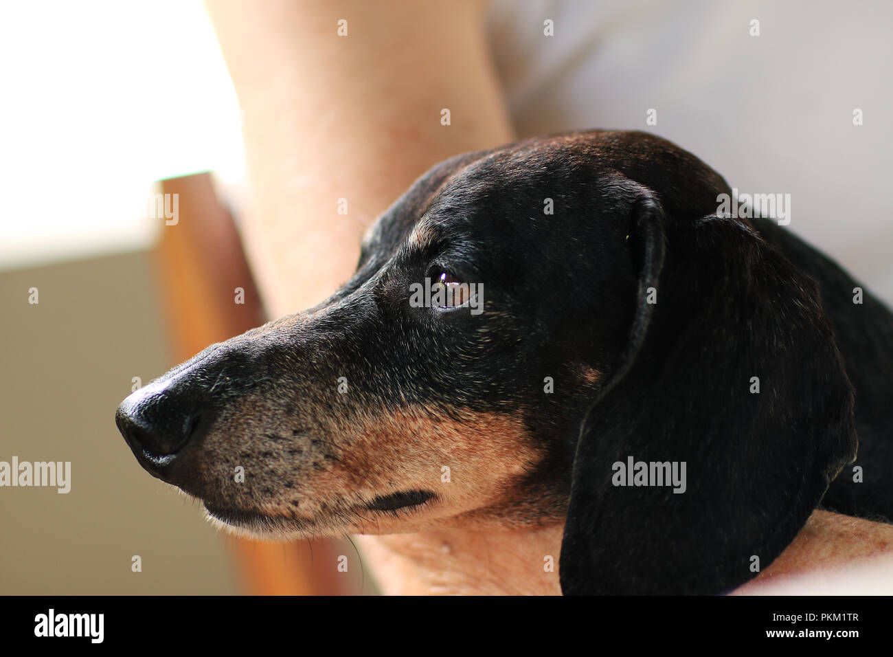 Il cane che riposa. Foto Stock