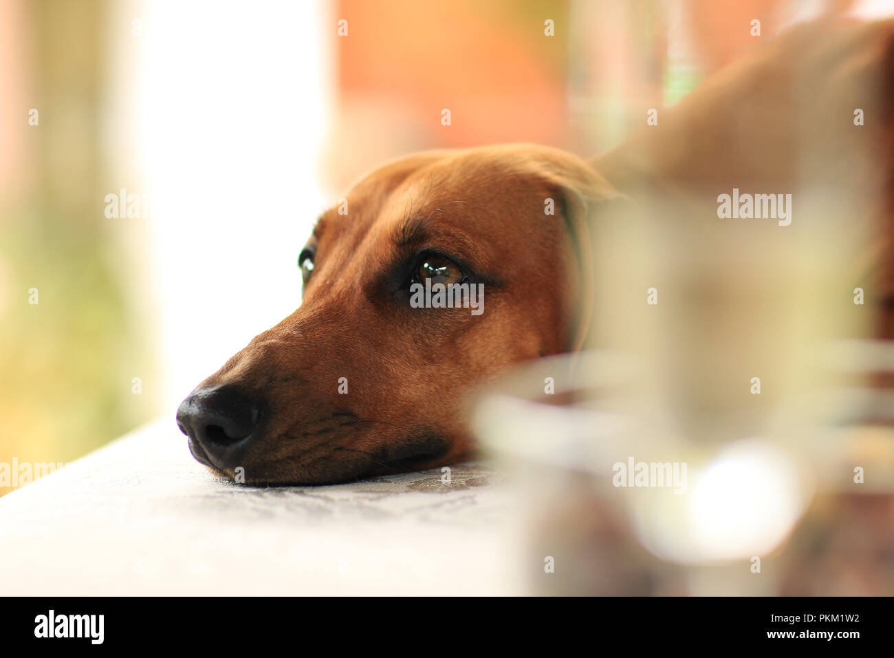 Il cane che riposa. Foto Stock