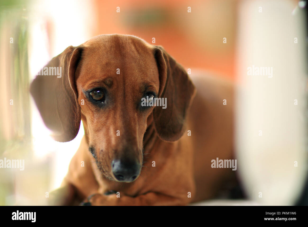 Il cane dachshund guardando. Foto Stock
