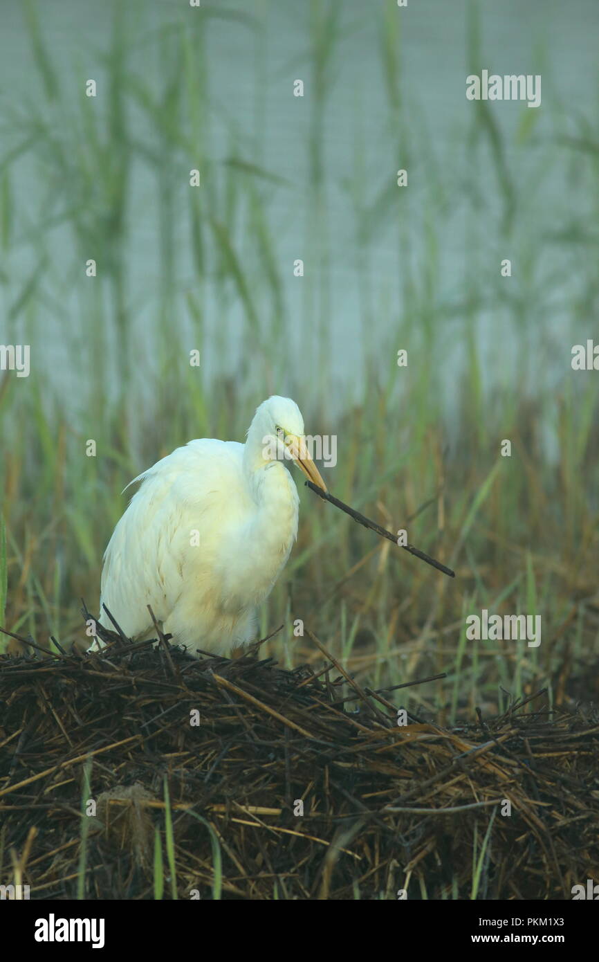 Airone bianco maggiore caccia in reedbed alla prima luce sulla soleggiata mattina autunnale a parete di prosciutto RSPB riserva naturale nel Somerset, Inghilterra Foto Stock