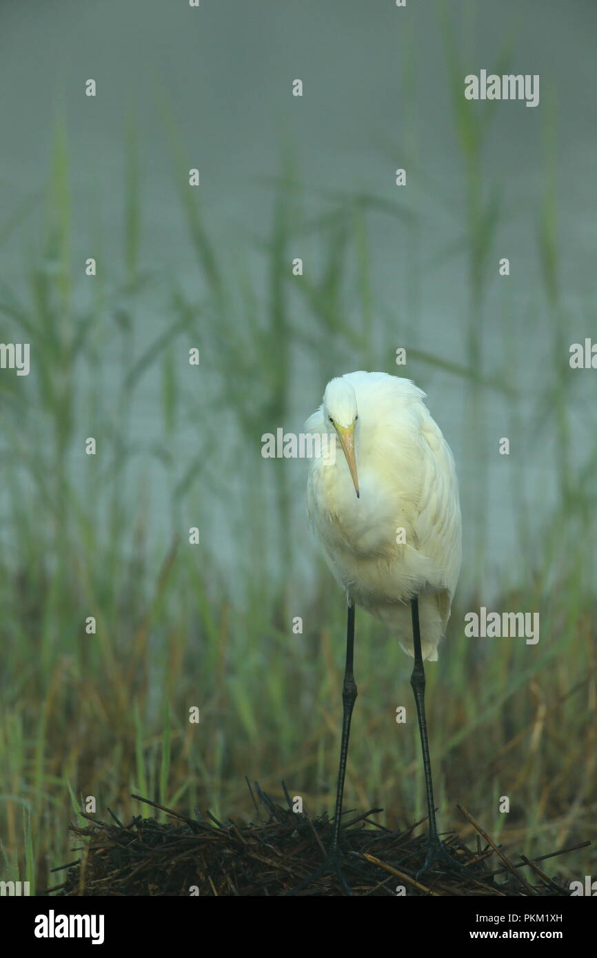 Airone bianco maggiore caccia in reedbed alla prima luce sulla soleggiata mattina autunnale a parete di prosciutto RSPB riserva naturale nel Somerset, Inghilterra Foto Stock