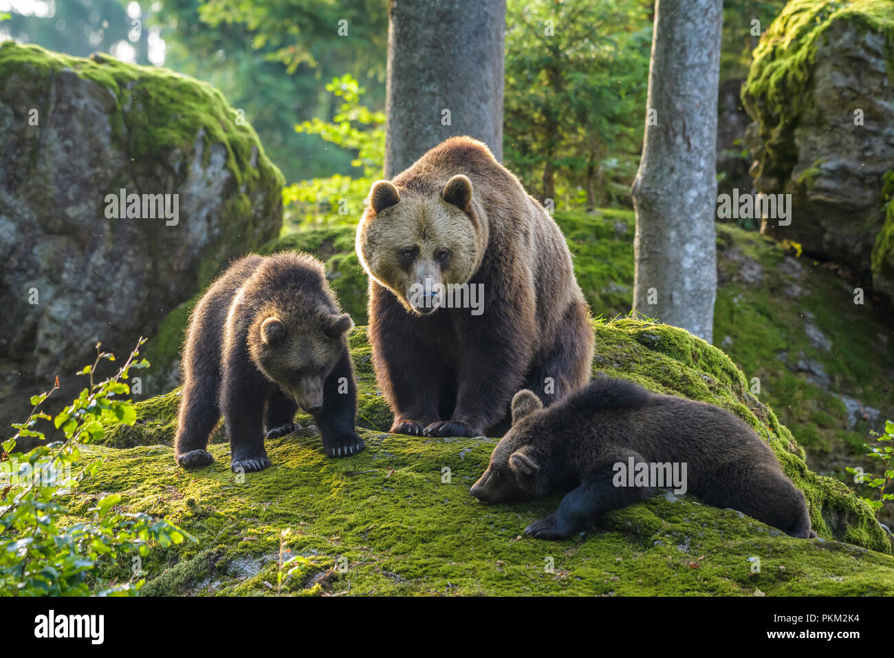 Unione orsi bruni, Ursus arctos, femmina con i cuccioli, Baviera, Germania Foto Stock