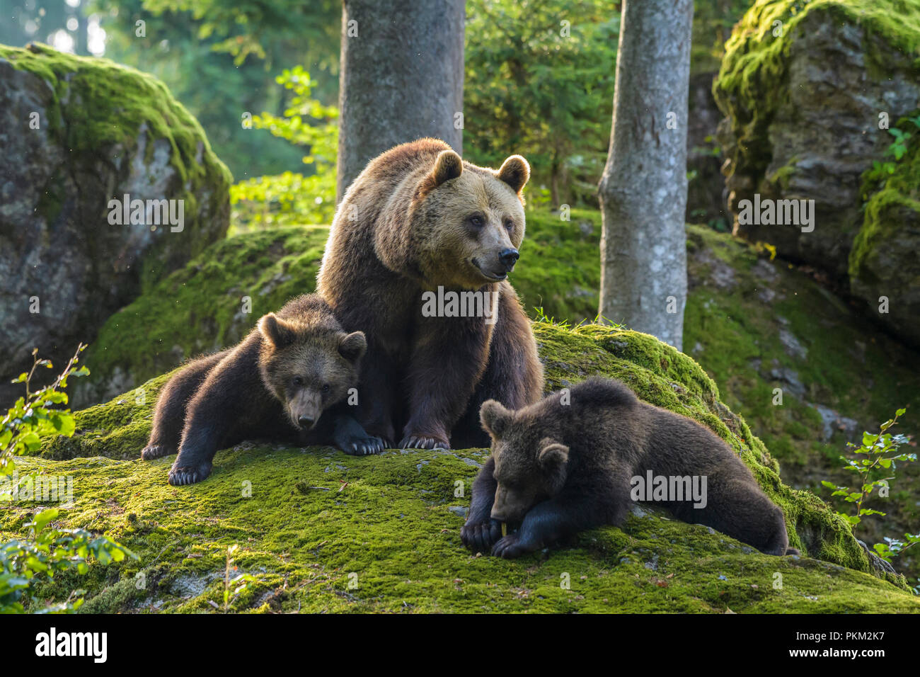 Unione orsi bruni, Ursus arctos, femmina con i cuccioli, Baviera, Germania Foto Stock