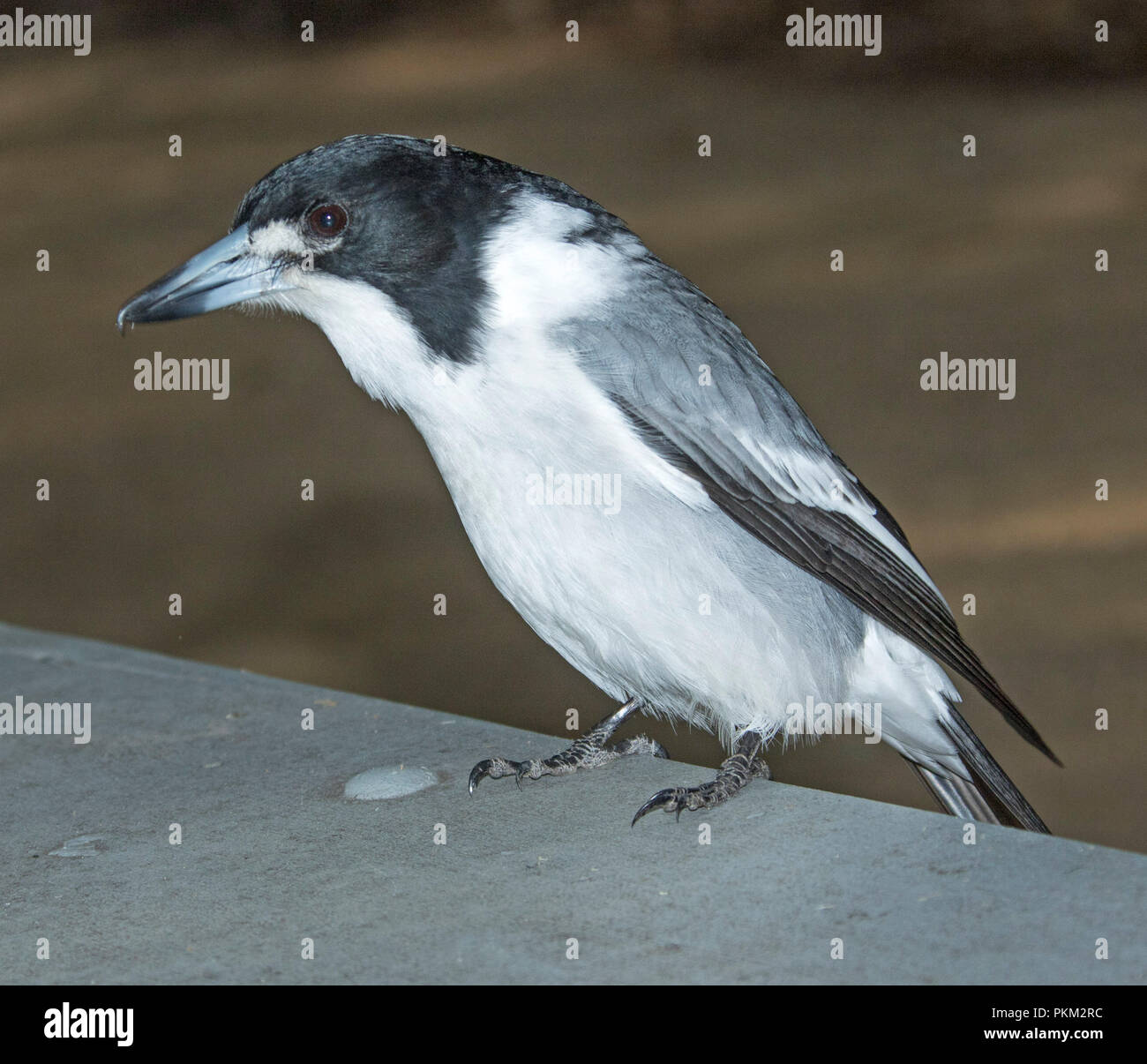 Grigio australiano butcherbird, Cracticus torquatus, sul bordo del tavolo da picnic a Crows Nest National Park, Queensland Foto Stock