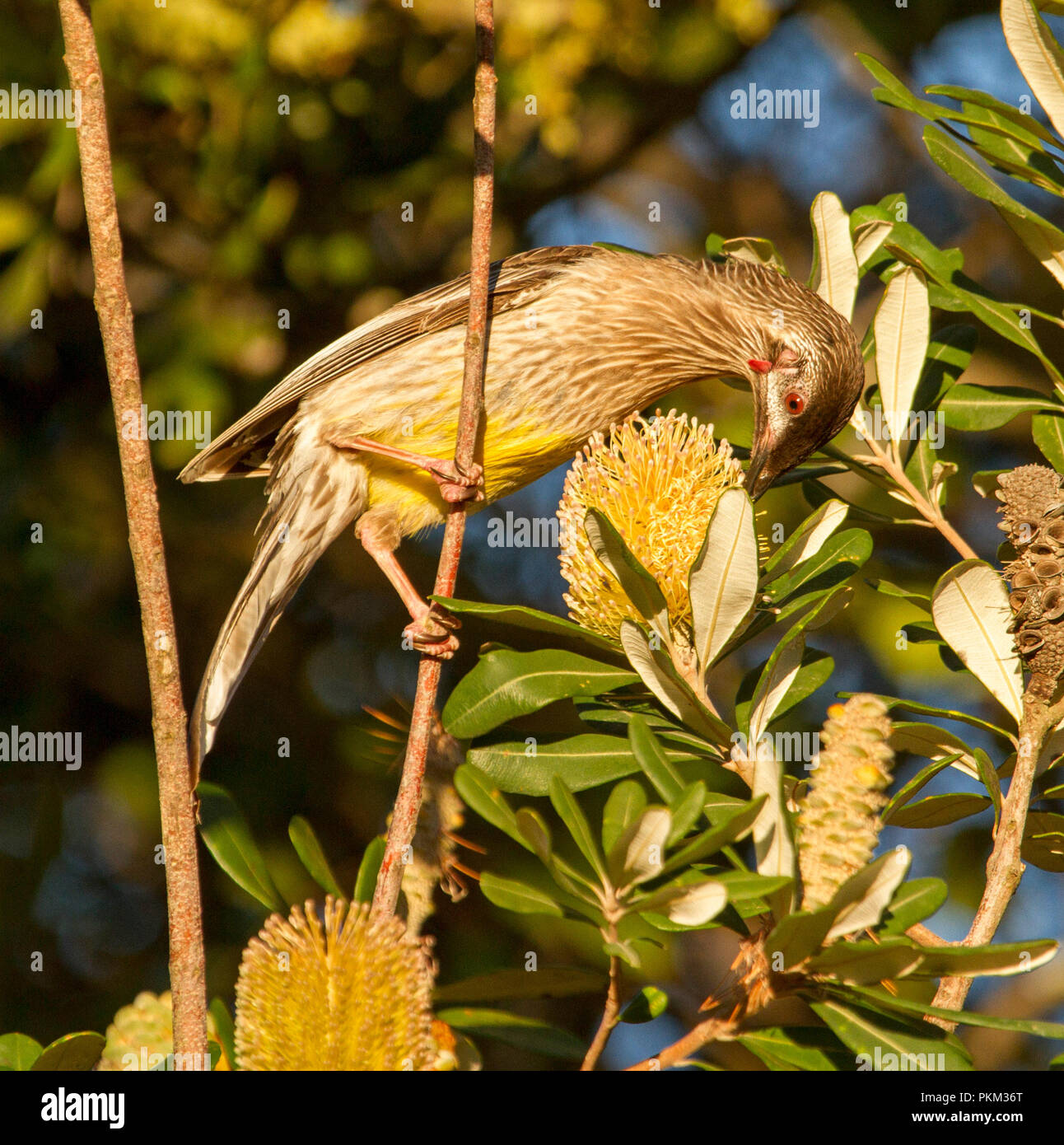 Rosso australiano wattlebird, Anthochaera carunculata, alimentazione sulla banksia fiore nella foresta a affollata Bay National Park, NSW Foto Stock