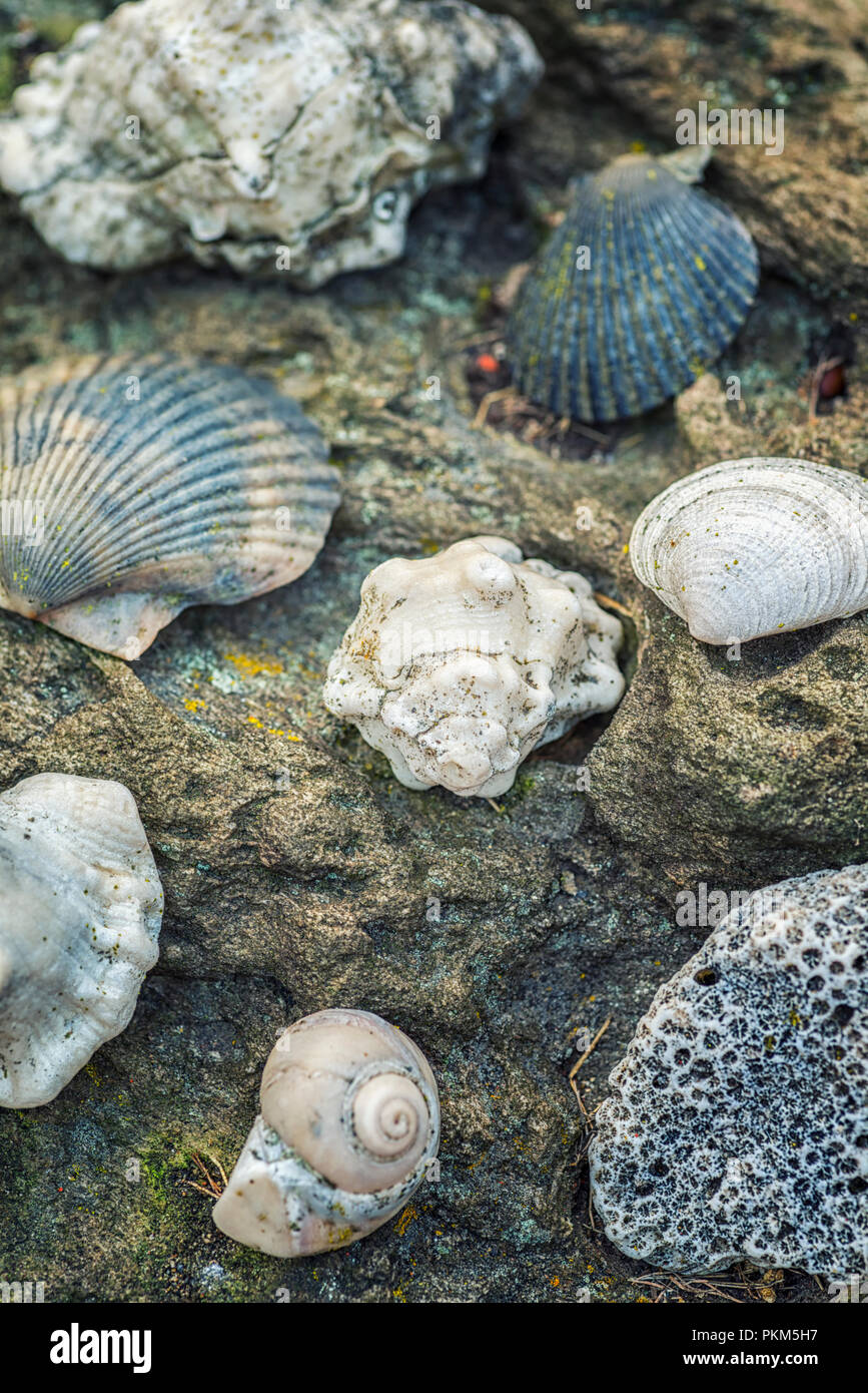 Conchiglie di mare giacente su di una superficie di roccia. Foto Stock