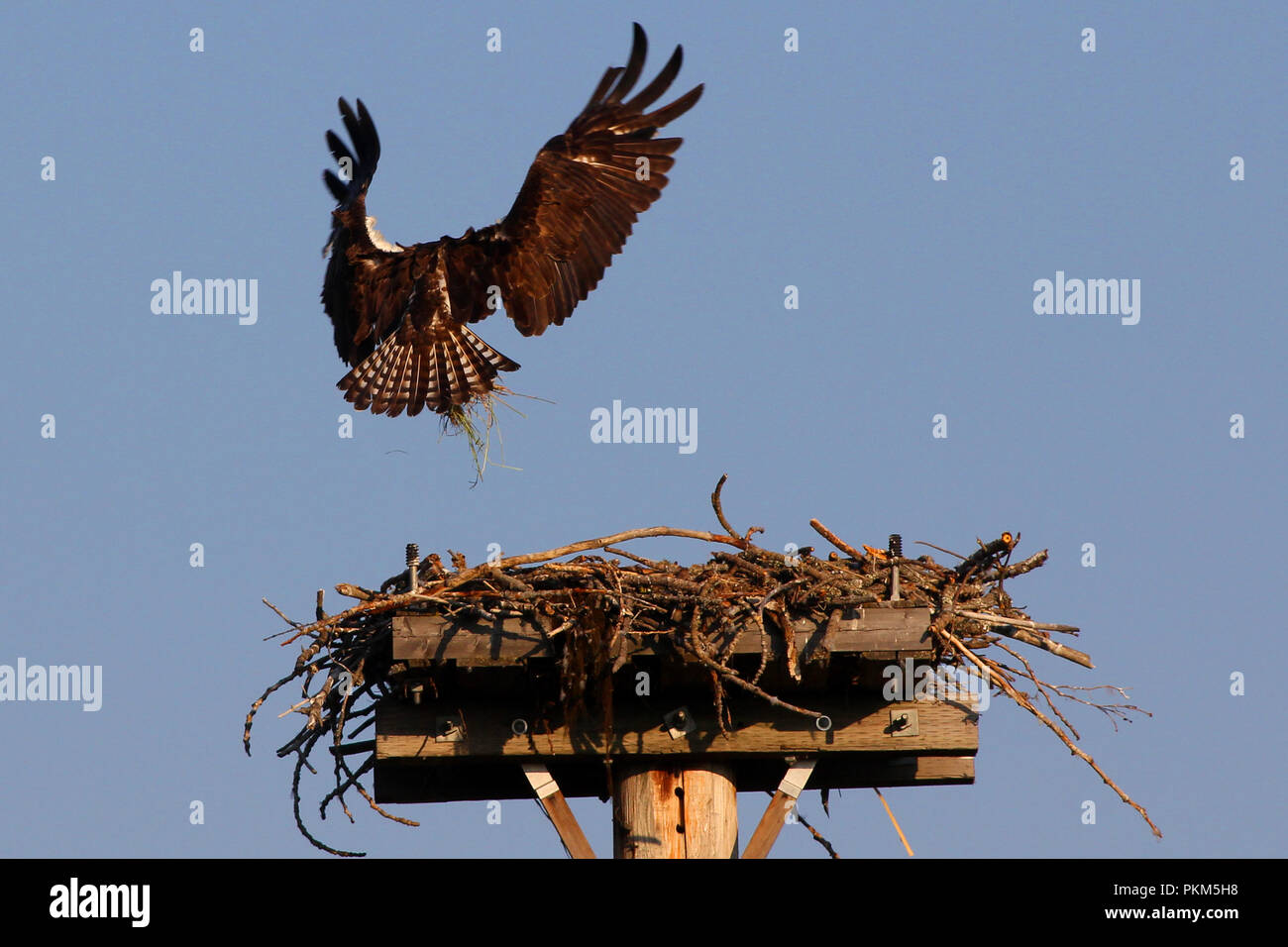 Osprey è sospeso in aria mentre portando l'erba per il nido. Foto Stock