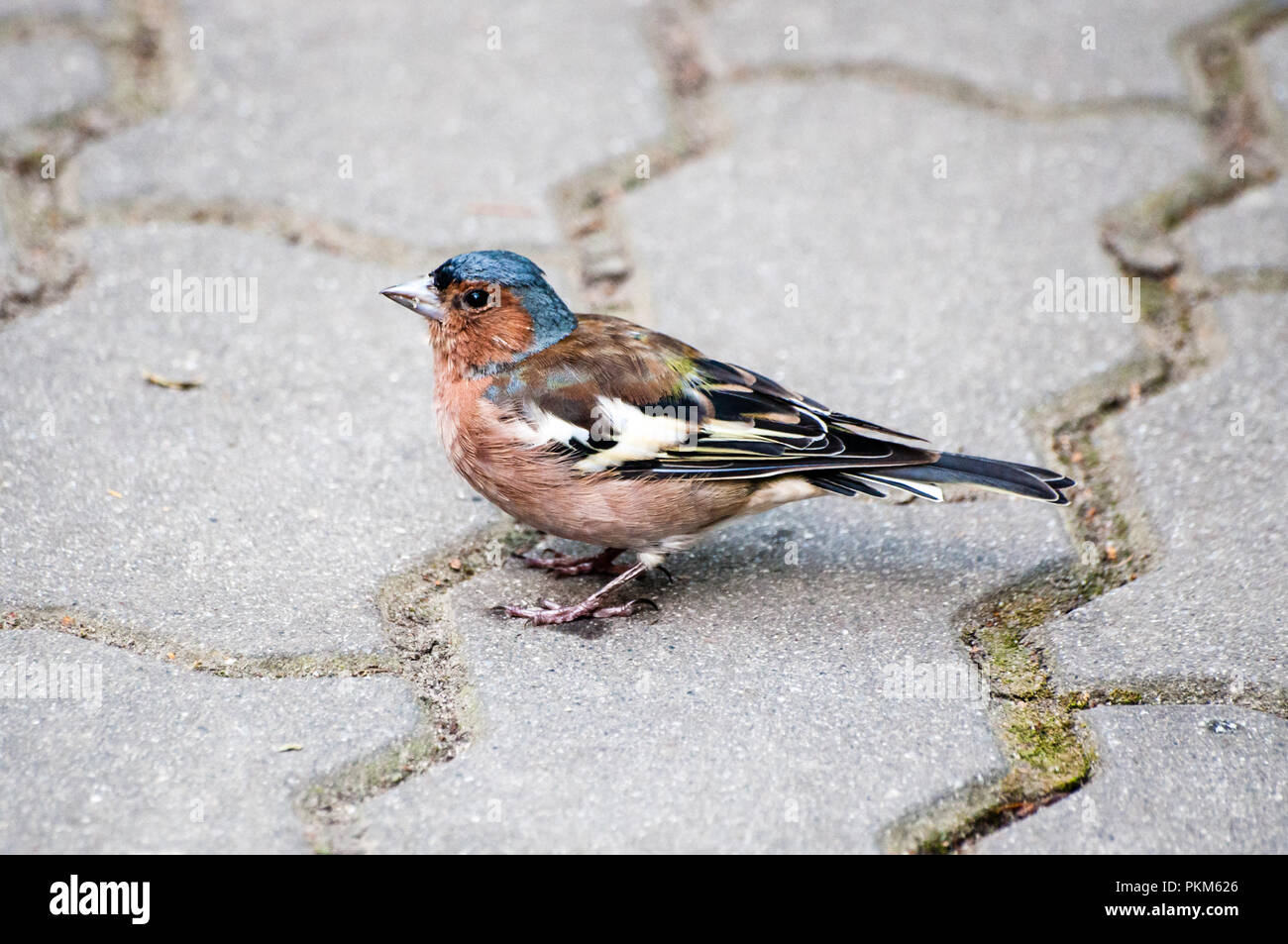 Petite brambling in piedi sul marciapiede, avente il cibo nel suo becco, guardando a sinistra Foto Stock