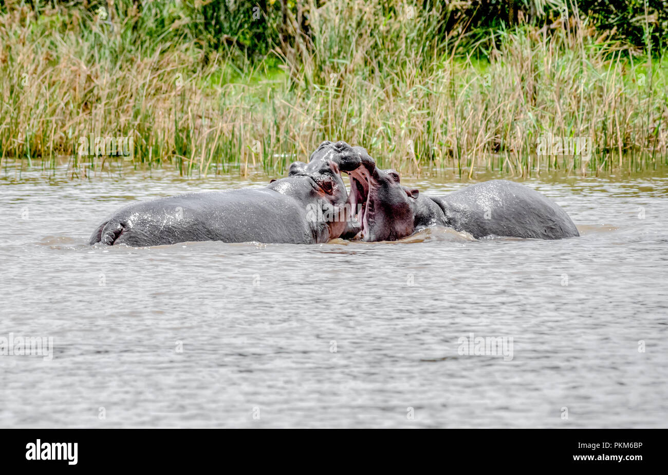 Una coppia di ippopotami giocare combattimenti nell'acqua in Sud Africa. Foto Stock