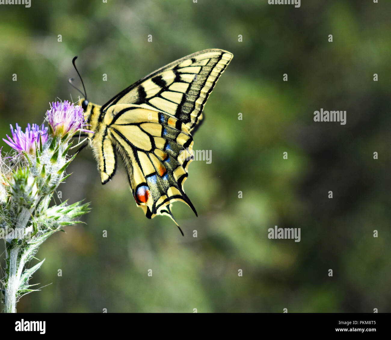 Bel colore giallo farfalla a coda di rondine in piedi alla viola di fiori selvatici nel campo Foto Stock