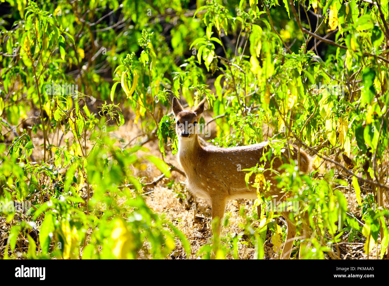 I cervi nel mezzo delle foreste in cerca di cibo, Ranthambore Foto Stock