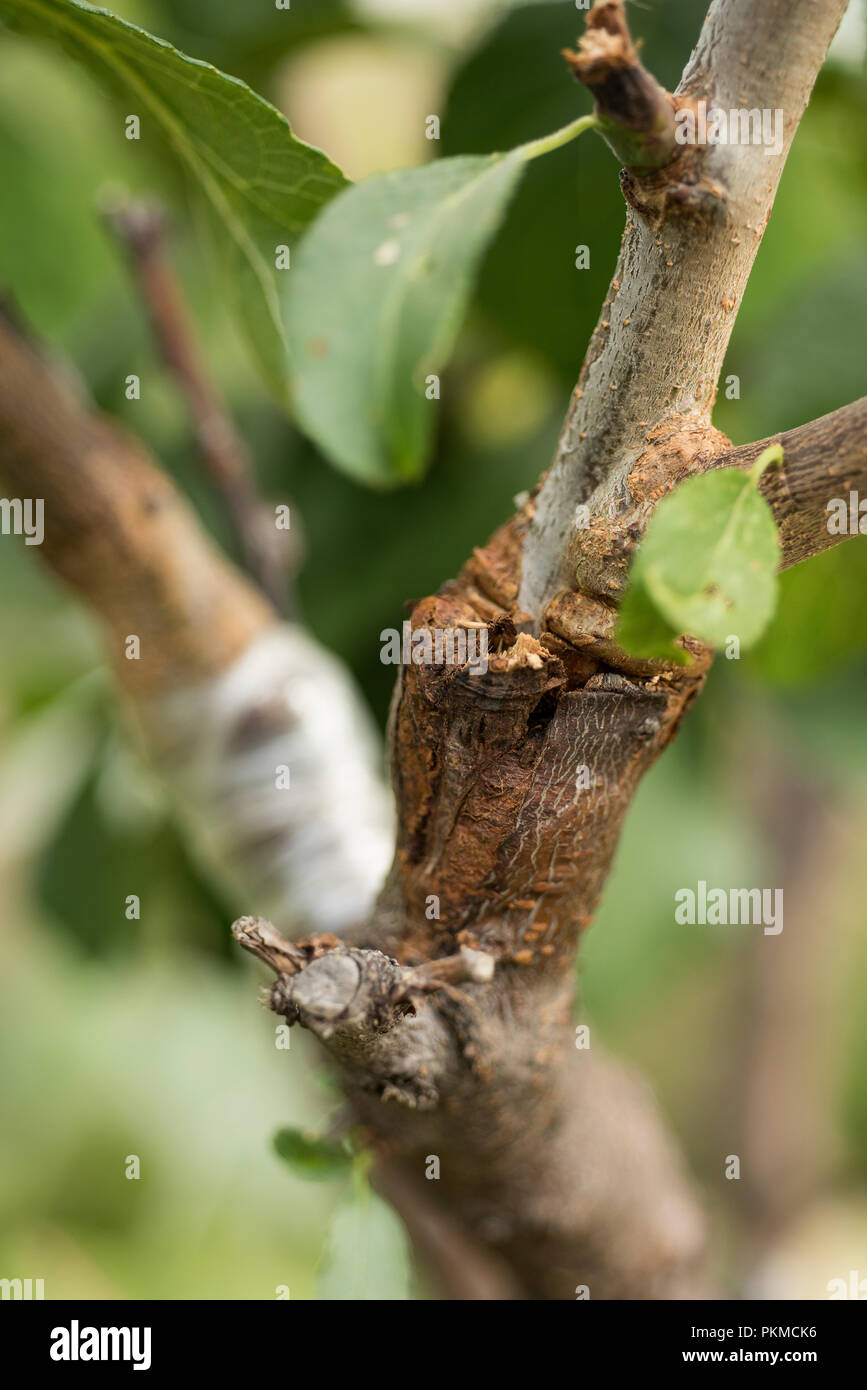 Innesto di alberi da frutta. Prugna il mandorlo, lavora in giardino Foto  stock - Alamy