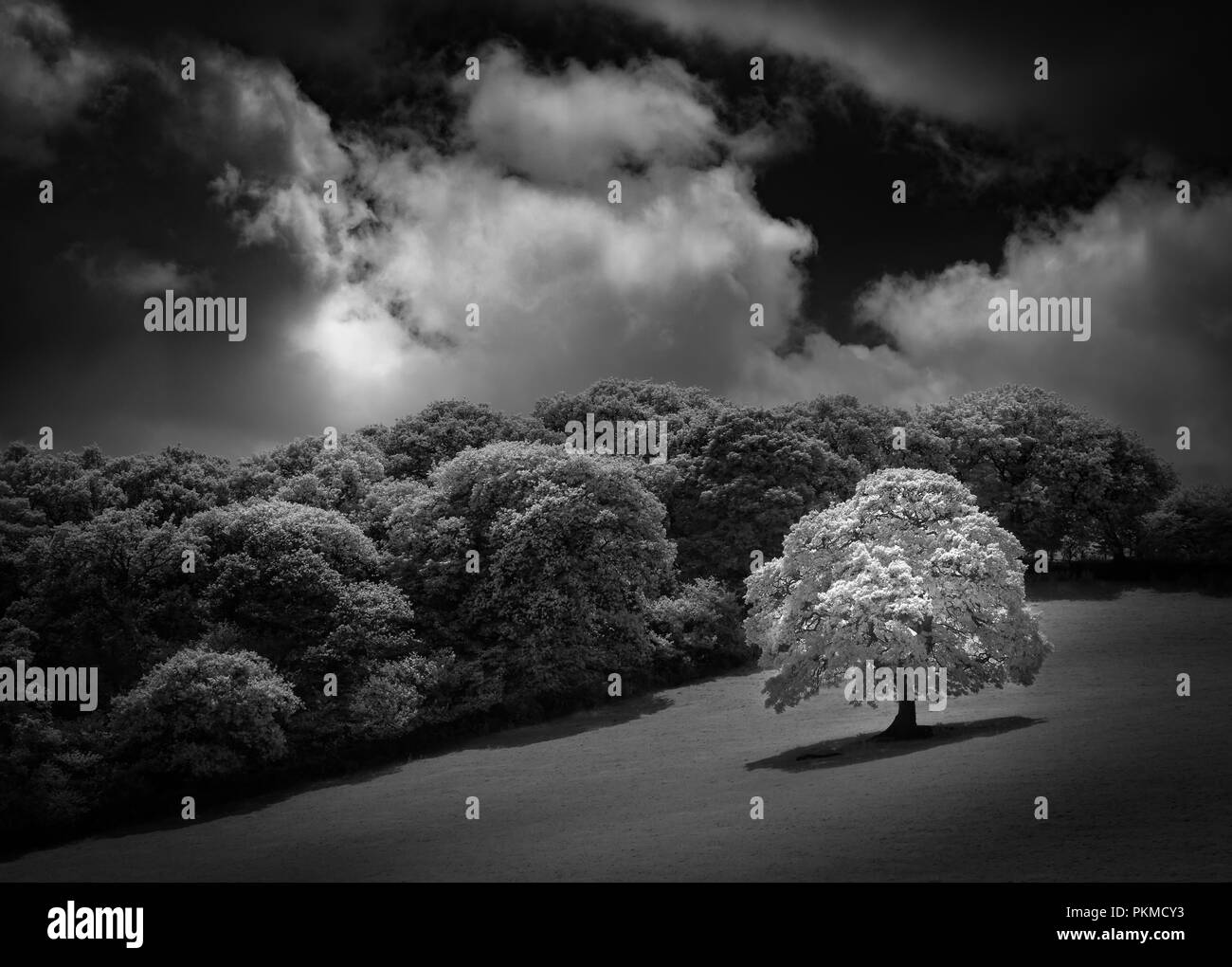 White Oak tree in campo, catturato a infrarossi in bianco e nero Foto Stock