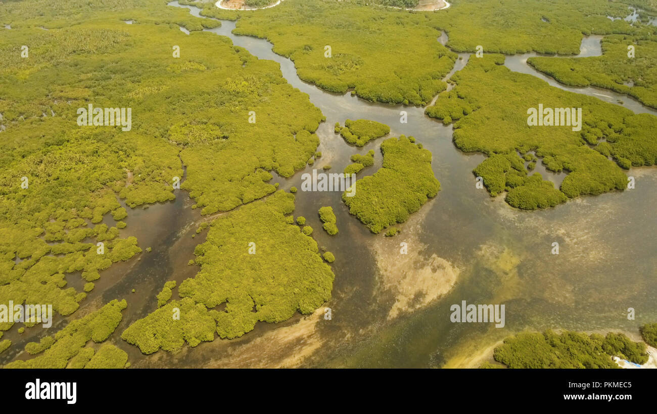 Vista aerea della foresta di mangrovie e il fiume sulla Siargao island. Giungle di mangrovie, alberi, river. Paesaggio di mangrovie. Filippine. Foto Stock