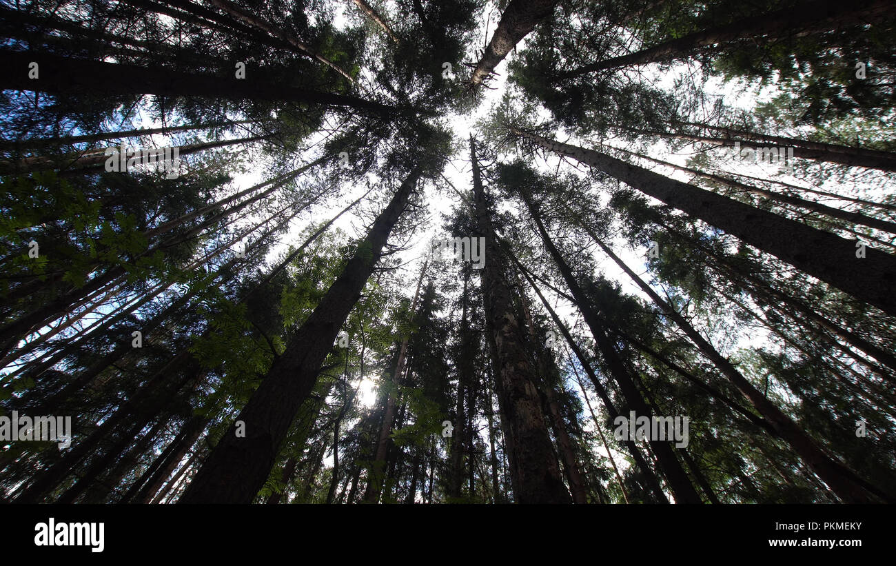Varietà corone di alberi nella foresta di primavera contro il cielo blu con il sun. Vista inferiore degli alberi. I raggi di luce solare stanno attraversando tree corone. Foto Stock