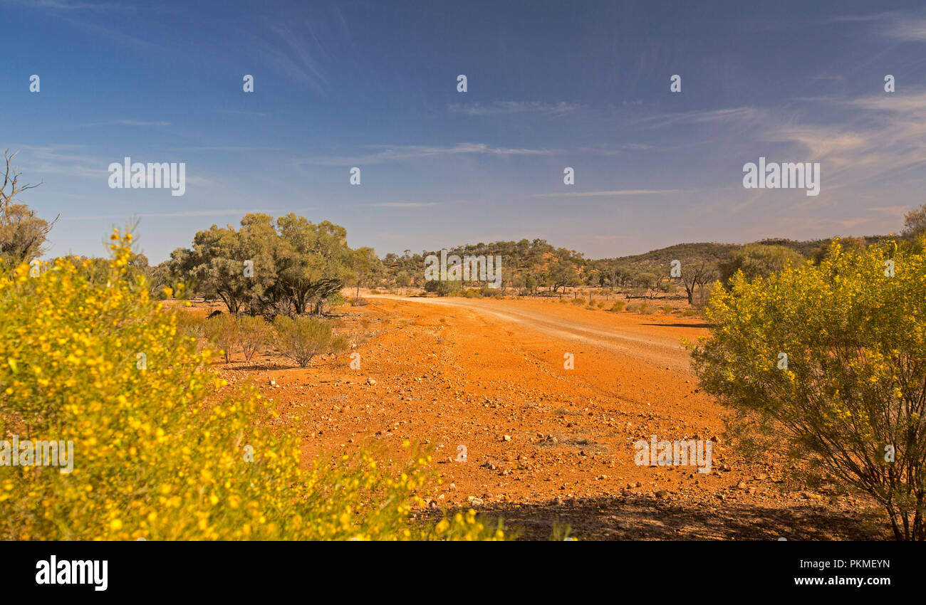 Colorato entroterra australiano di paesaggio con red strada sterrata orlata da macchia bassa e fiori selvatici d'oro sotto il cielo blu durante la siccità Foto Stock