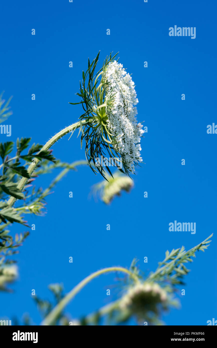 La regina Anna Fiore di pizzo, Daucus carota. Foto Stock