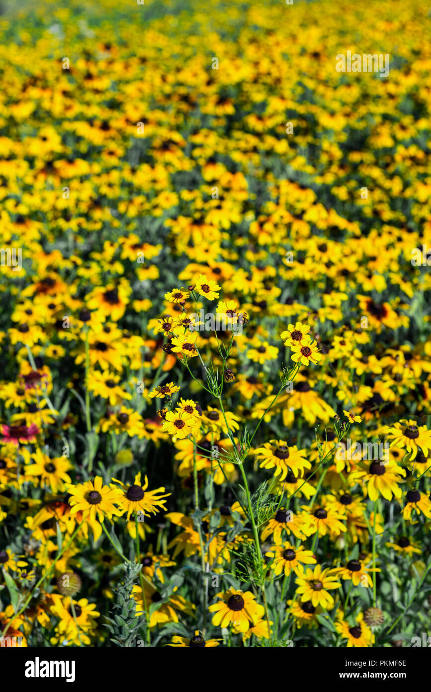 Campo dei black eyed susan fiori selvatici. Foto Stock