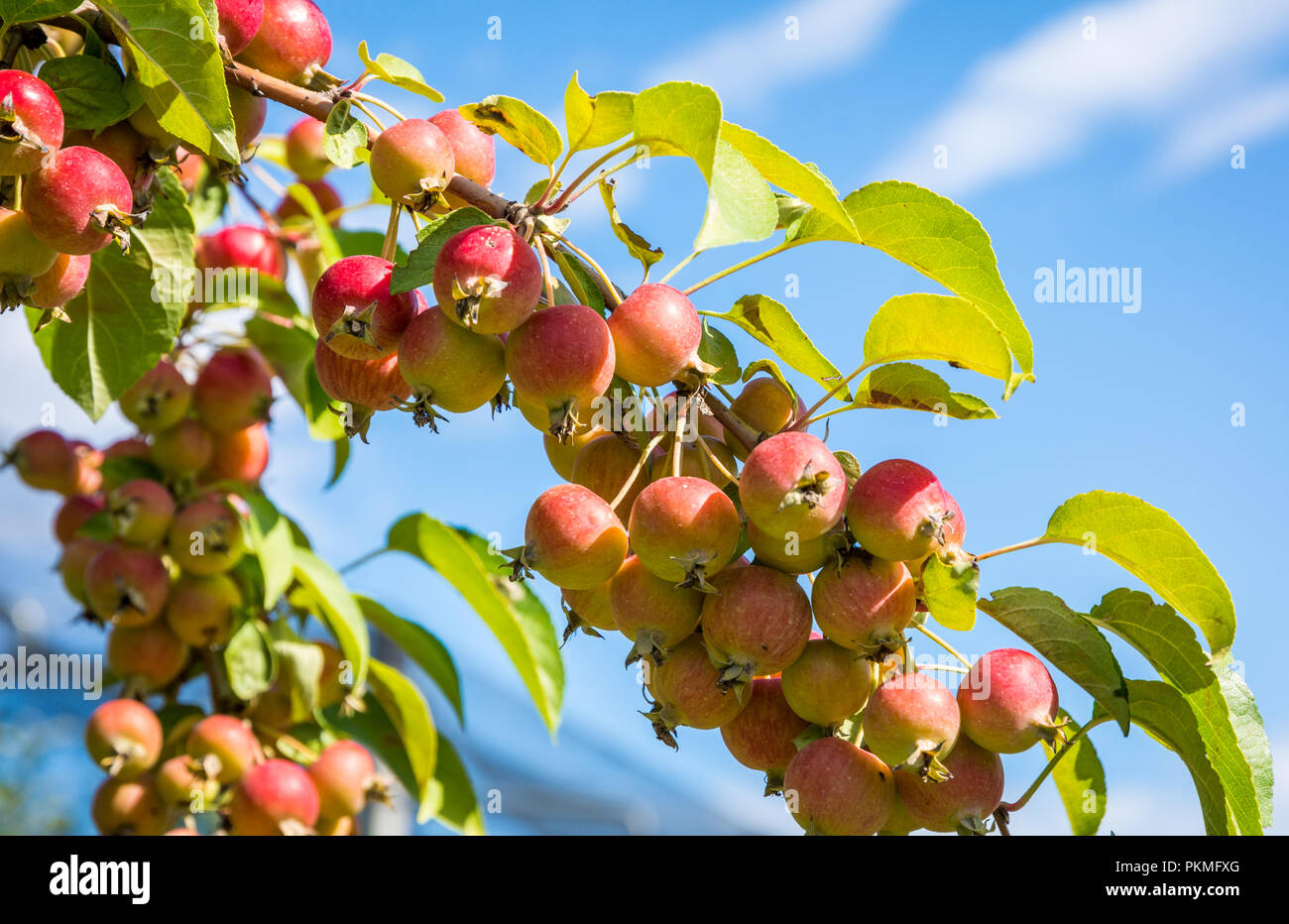 Mela Selvatica filiale. Malus sylvestris esemplar. Close-up contenente frutta e foglie.Unione crab apple Foto Stock