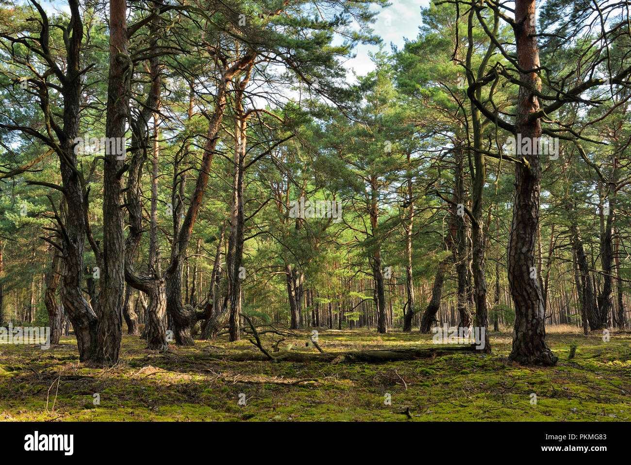 Foresta di Pini (pinus), relitto di un vicino di foresta naturale, Brandeburgo, Germania Foto Stock