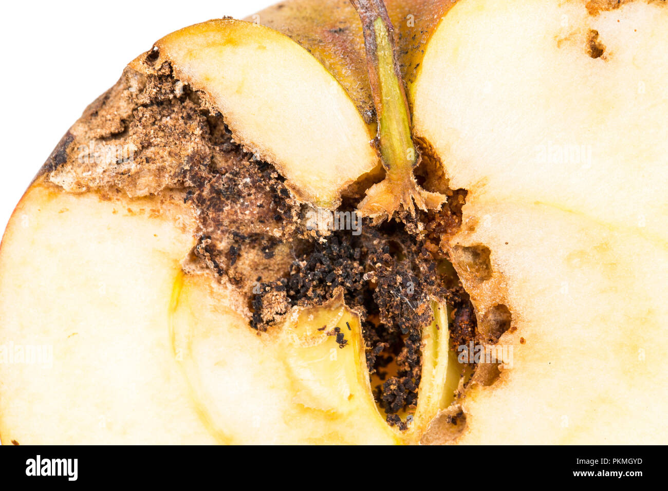 Close up noioso traccia di un carpocapsa del melo Cydia pomonella, in una metà metà wormy apple. La ticchiolatura, oidio, testa a fungo Foto Stock