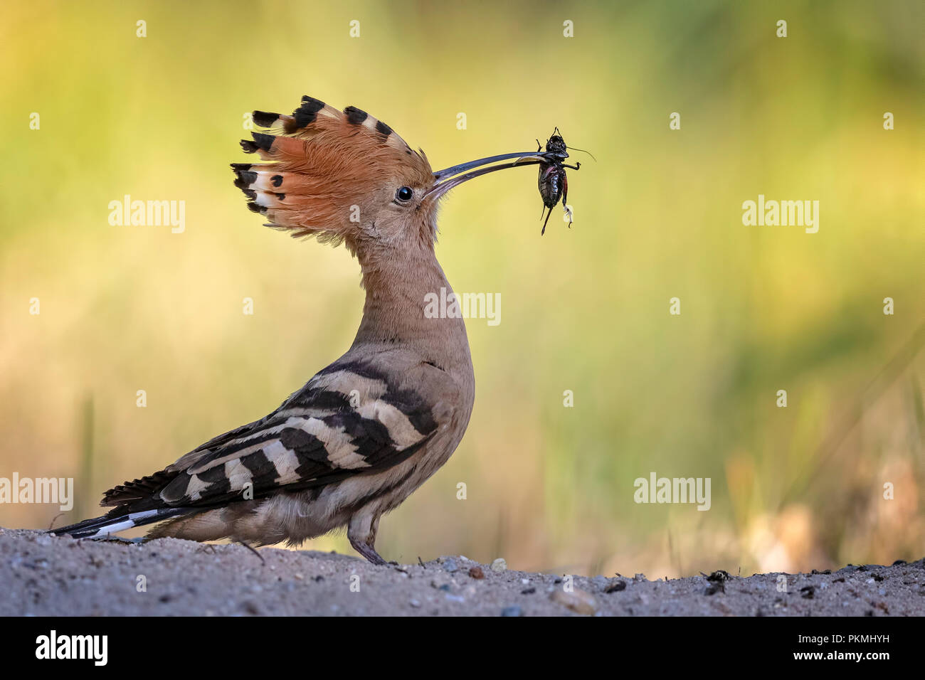 Upupa (Upupa epops), femmina con il campo cricket come preda, Riserva della Biosfera Mittelelbe, Sassonia-Anhalt, Germania Foto Stock