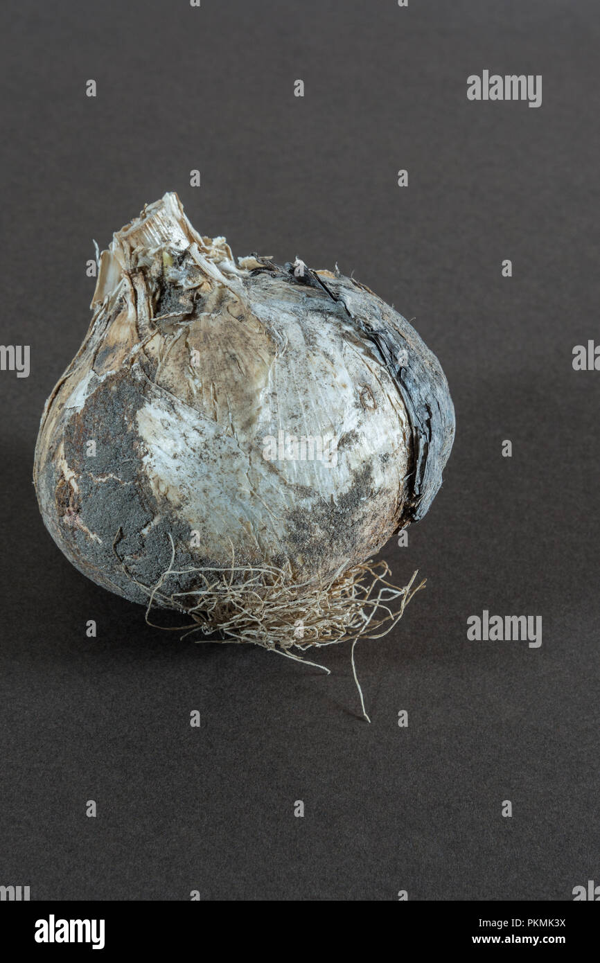 Close up di un singolo a secco lampadina Fritillaria della molla giardino fiorito lampadina contro un semplice sfondo grigio all'interno prima di piantare. Foto Stock