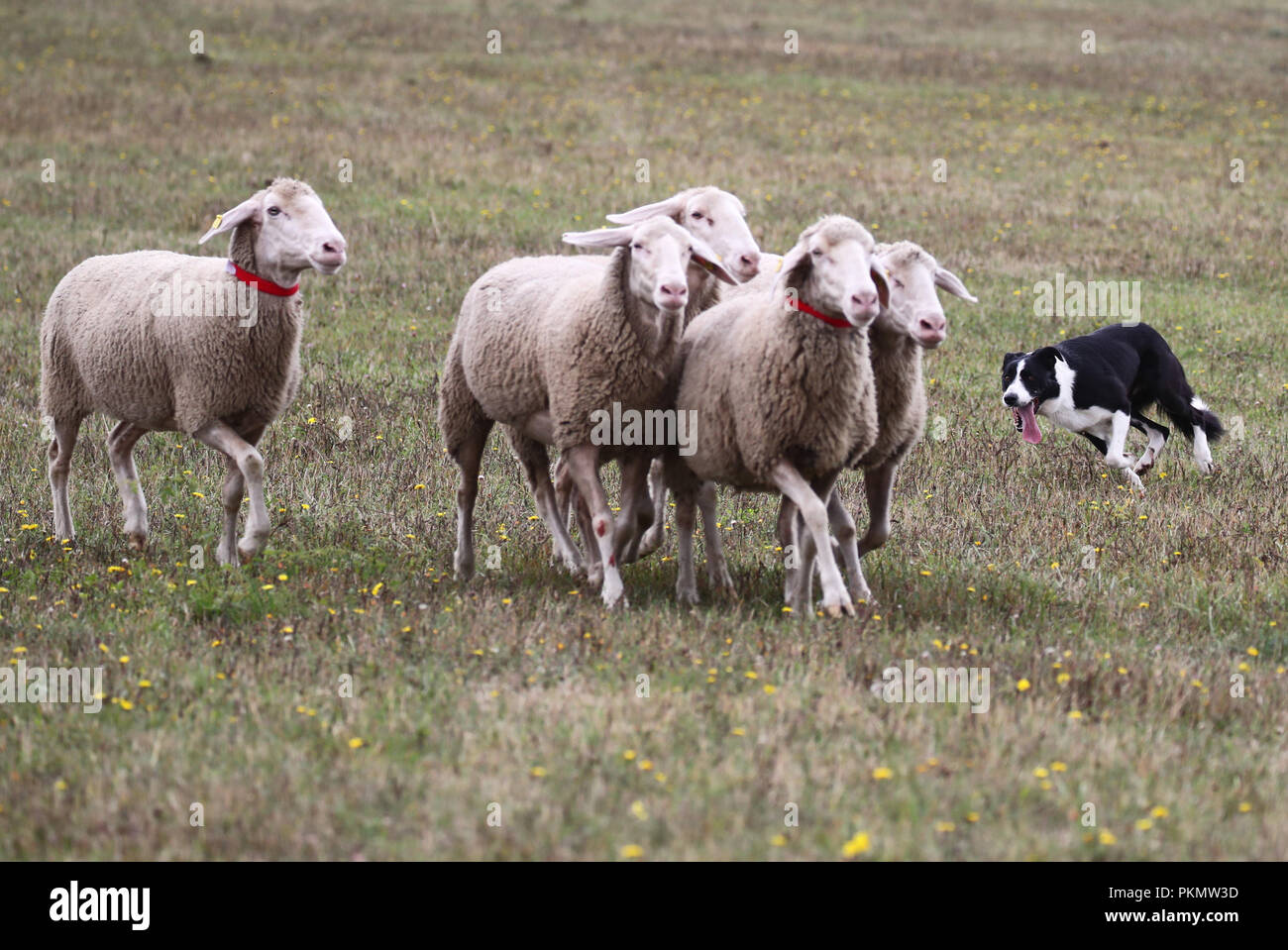 Crawinkel, Turingia. Xiv Sep, 2018. 14 settembre 2018, Germania, Crawinkel: Colli cane Dan al campionato tedesco di ovini imbrancandosi cani Collies di confine. Il miglior imbrancandosi cani di Germania e hobby pastori determinare il loro meglio in un confronto su più turni. Credito: Bodo Schackow/dpa-Zentralbild/ZB/dpa/Alamy Live News Foto Stock