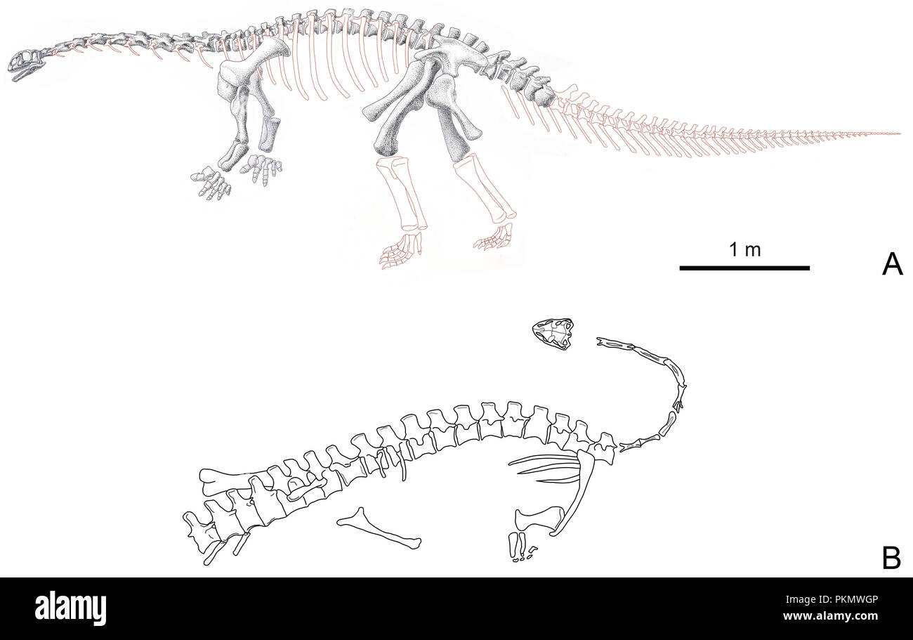 Lufeng. Xiv Sep, 2018. Un disegno mostra il restaurato mappa di 'Sunshi Yizhou' ossa di dinosauro (A) superiore e lo schizzo del suo stato originale interrati (B). Gli scienziati cinesi hanno scoperto il fossile di una nuova specie di dinosauro nel sud-ovest della Cina di Provincia di Yunnan. I risultati sono stati recentemente pubblicati dalla rivista rapporti scientifici. I ricercatori hanno chiamato la nuova specie Yizhousaurus sunae, conosciuta in Cinese come Sunshi Yizhou dinosauro, dopo lo scienziato cinese Sun difficoltà per il suo grande contributo alla paleontologia dei vertebrati. Credito: Guo Xiaocong/Xinhua/Alamy Live News Foto Stock