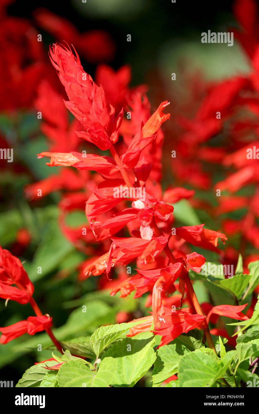 Il bel colore rosso brillante brachts di Salvia splendens, noto anche come scarlet salvia o tropicale salvia. Foto Stock