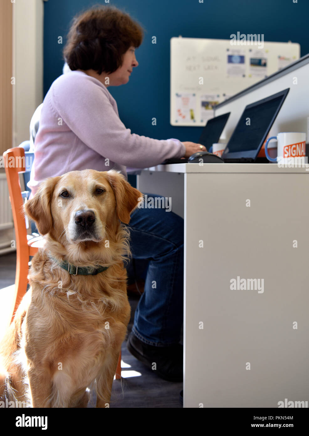 Donna al lavoro su il suo computer portatile alla sua scrivania con 'Sophie' un bambino di 8 anni il Golden Retriever, durante una portare il vostro cane al giorno di lavoro, Bordon, Hampshire, Regno Unito. Foto Stock