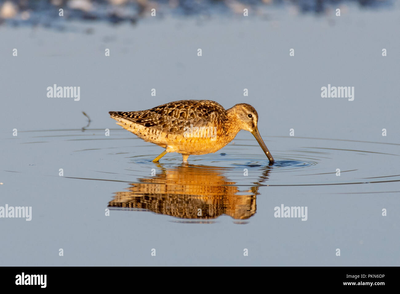Un dowitcher (shorebird) passeggiate tranquillamente attraverso il lago di liscia che riflettono al tramonto in cerca di cibo con il suo becco lungo esteso. Foto Stock