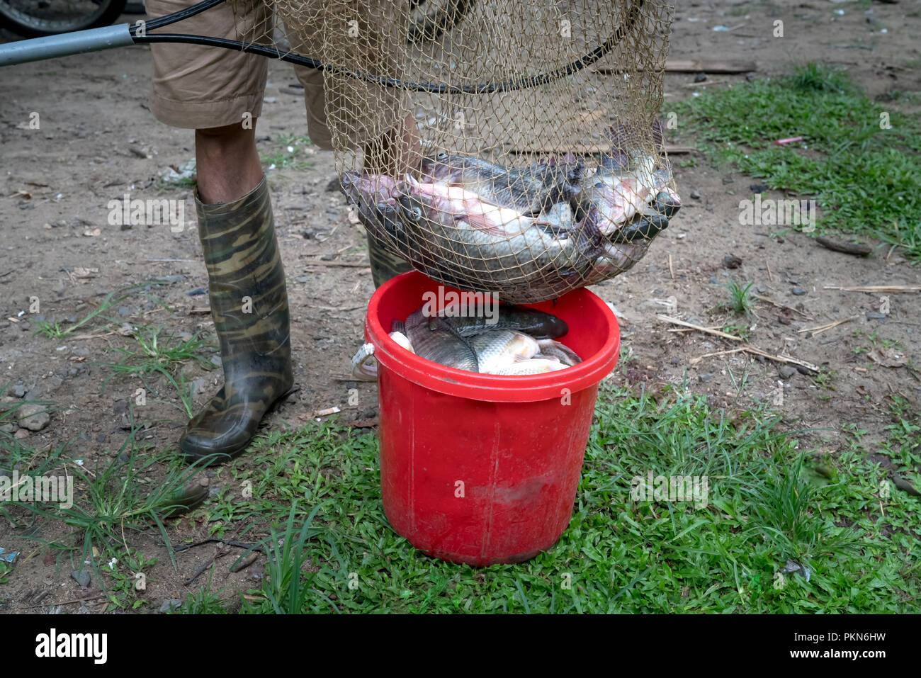 Pesce fresco sono stati catturati dai pescatori in Ba essere Lago, Bac Kan provincia, Vietnam Foto Stock