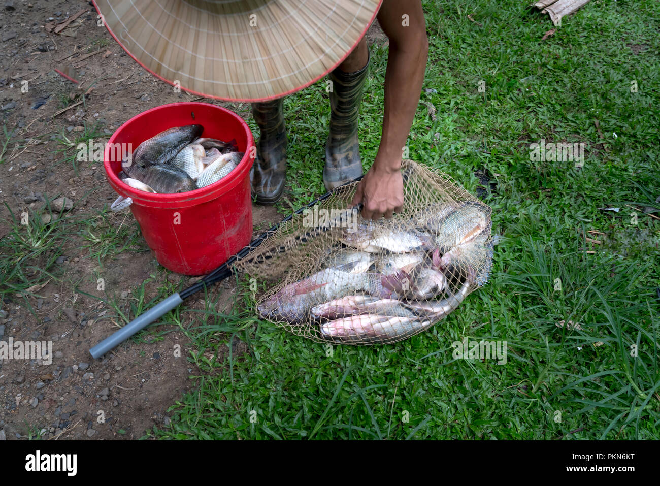 Pesce fresco sono stati catturati dai pescatori in Ba essere Lago, Bac Kan provincia, Vietnam Foto Stock