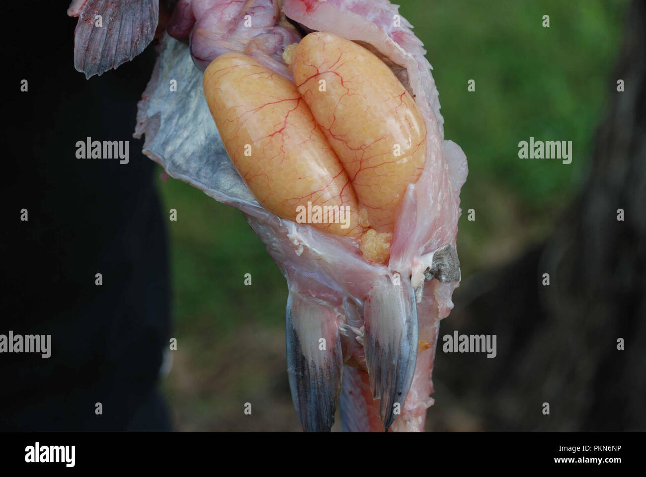 Tagliare il pesce aperto esponendo sacs riempita con uova Foto Stock