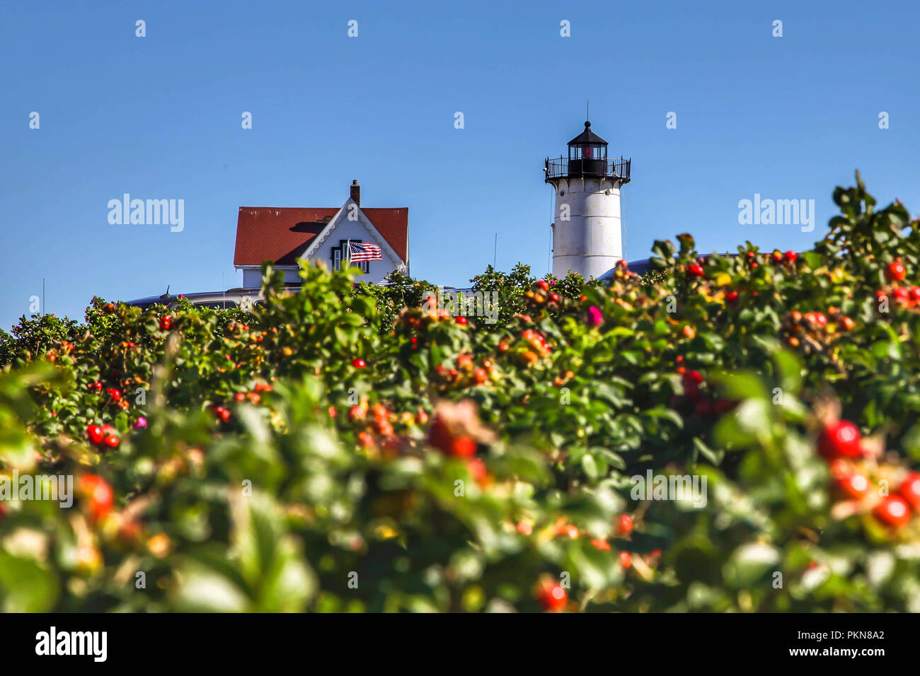 YORK, Maine, Stati Uniti d'America - OTTOBRE, 10, 2016: Cape Neddick 'Nubble' faro in York con cielo blu e rose selvatiche impianto sulla parte anteriore. Foto Stock