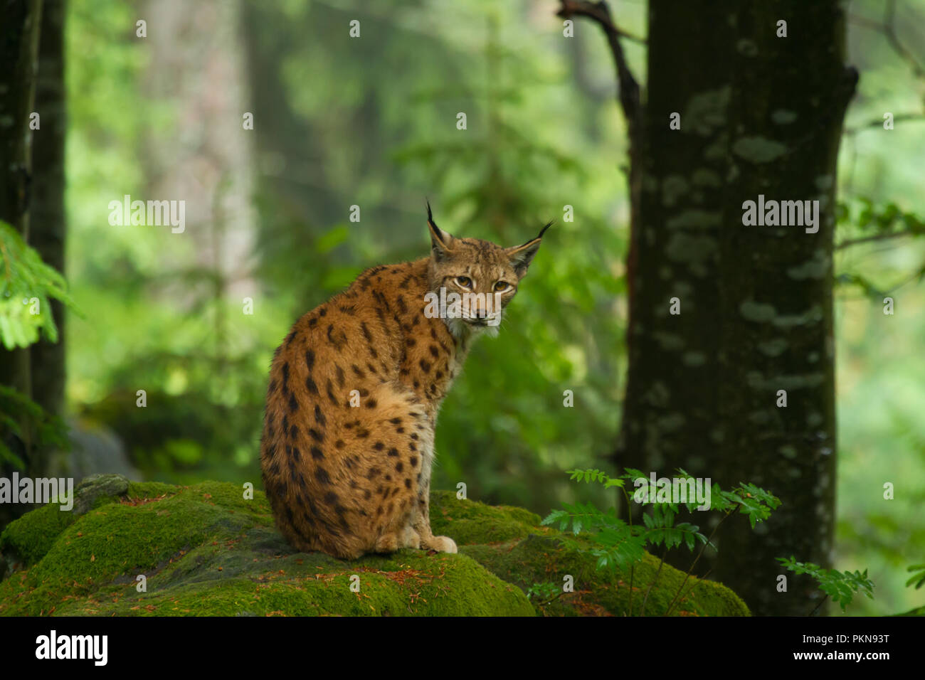 Luchs auf grünem Felsen, Wartezeit 2 h Foto Stock