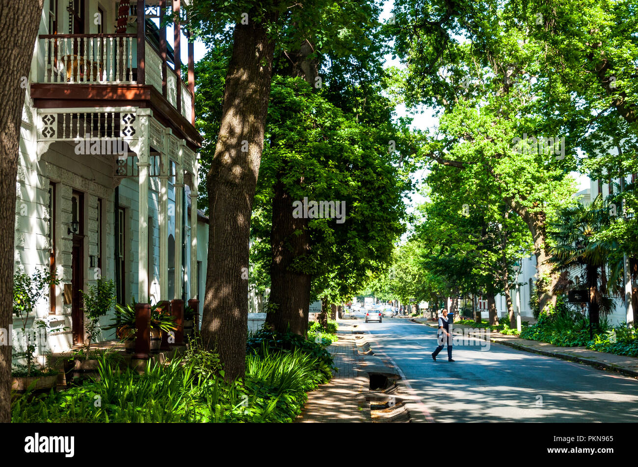 Un albero di strada coperta e vecchie case di Stellenbosch, Sud Africa Foto Stock