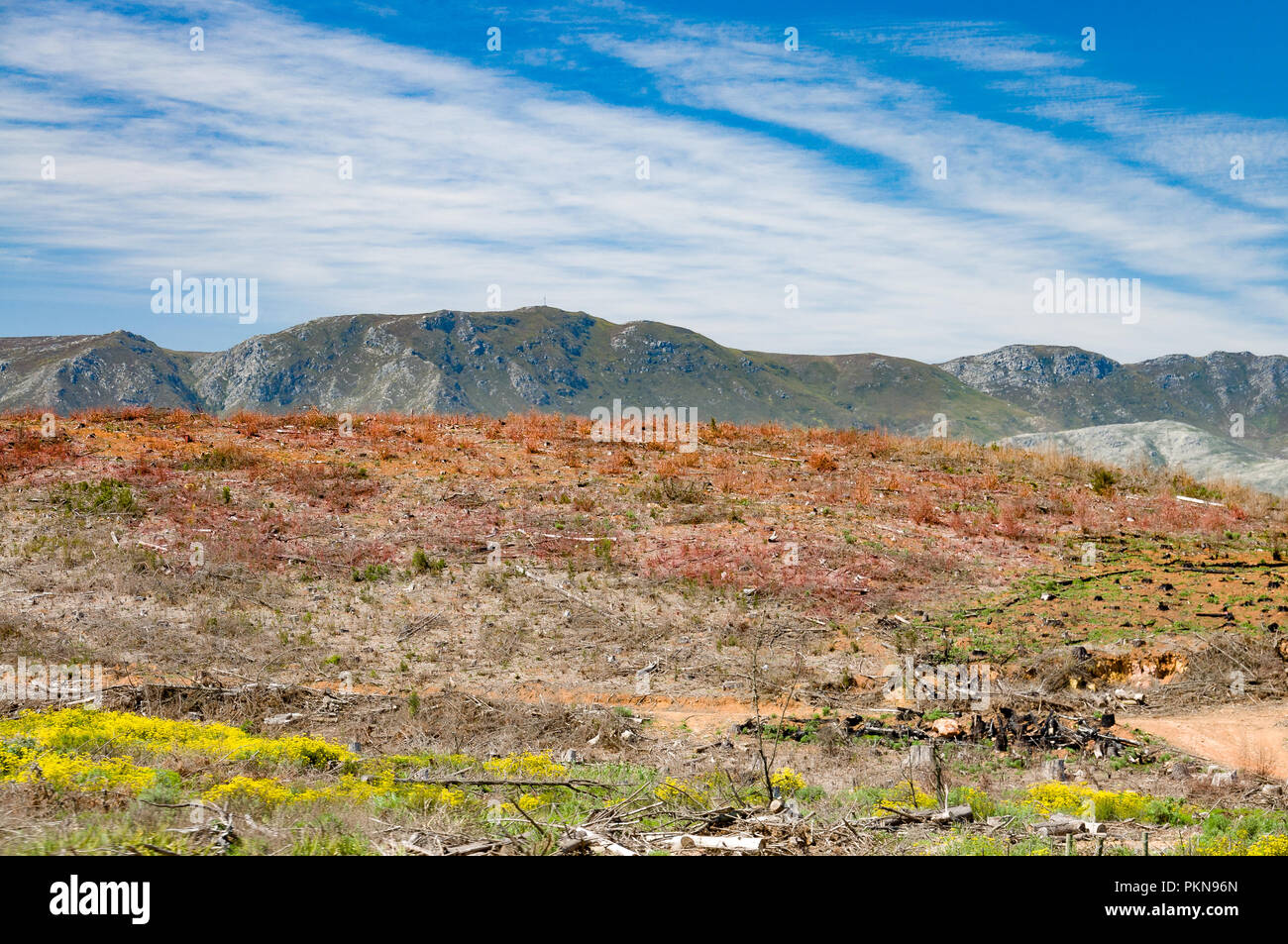 Macchia di bruciato e montagne e nuovi germogli di alberi in Sud Africa Foto Stock