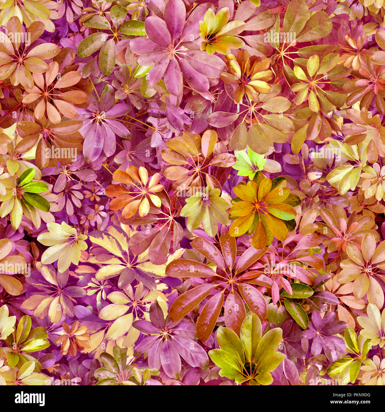 Modello senza giunture, foglie, estate, verde, viola, calore, flora, carta da parati, pattern pattern per tessuti, cartolina, nessuno, design, immagine, foto Foto Stock
