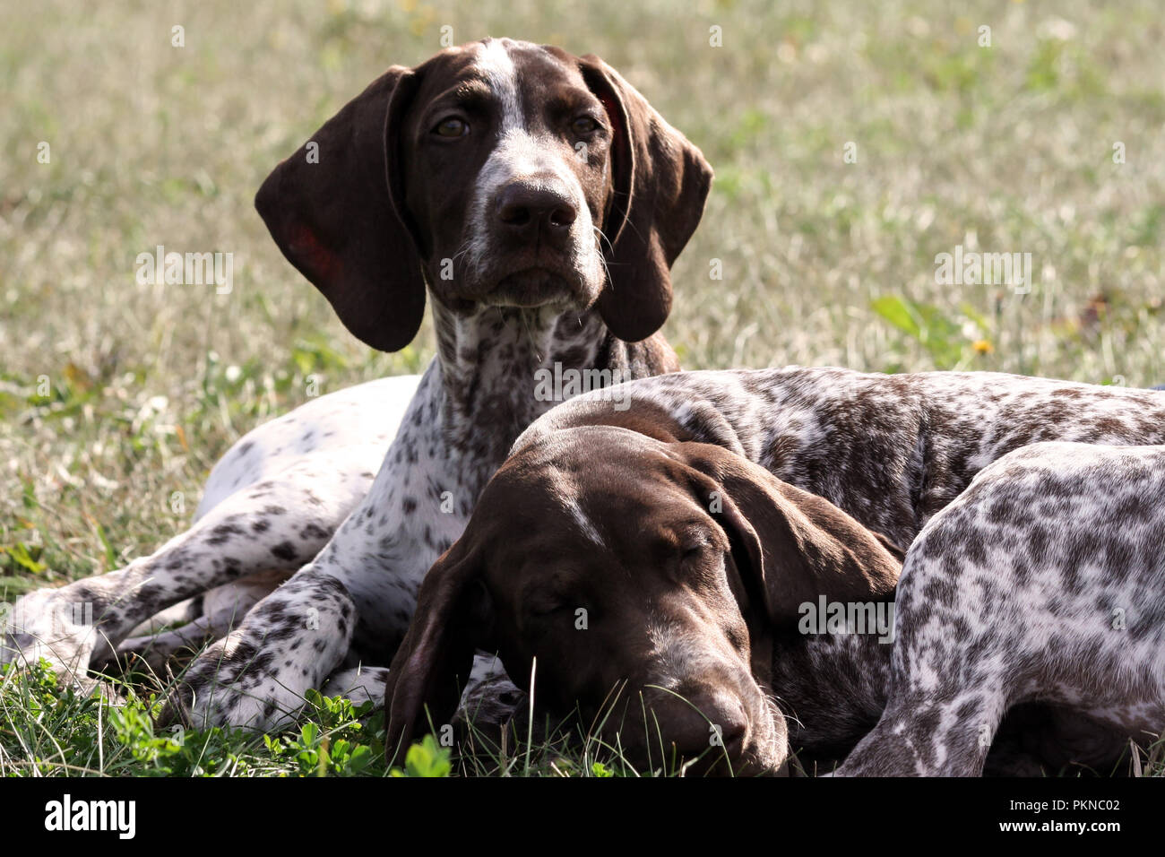 Il tedesco shorthaired puntatore, tedesco kurtshaar due avvistato poco marrone, cucciolo cani giacciono sull'erba in autunno nel sole, un animale dorme, Foto Stock